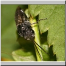 Dolerus sp - Blattwespe 08b 10mm.jpg